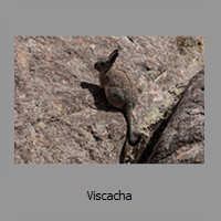 Viscacha